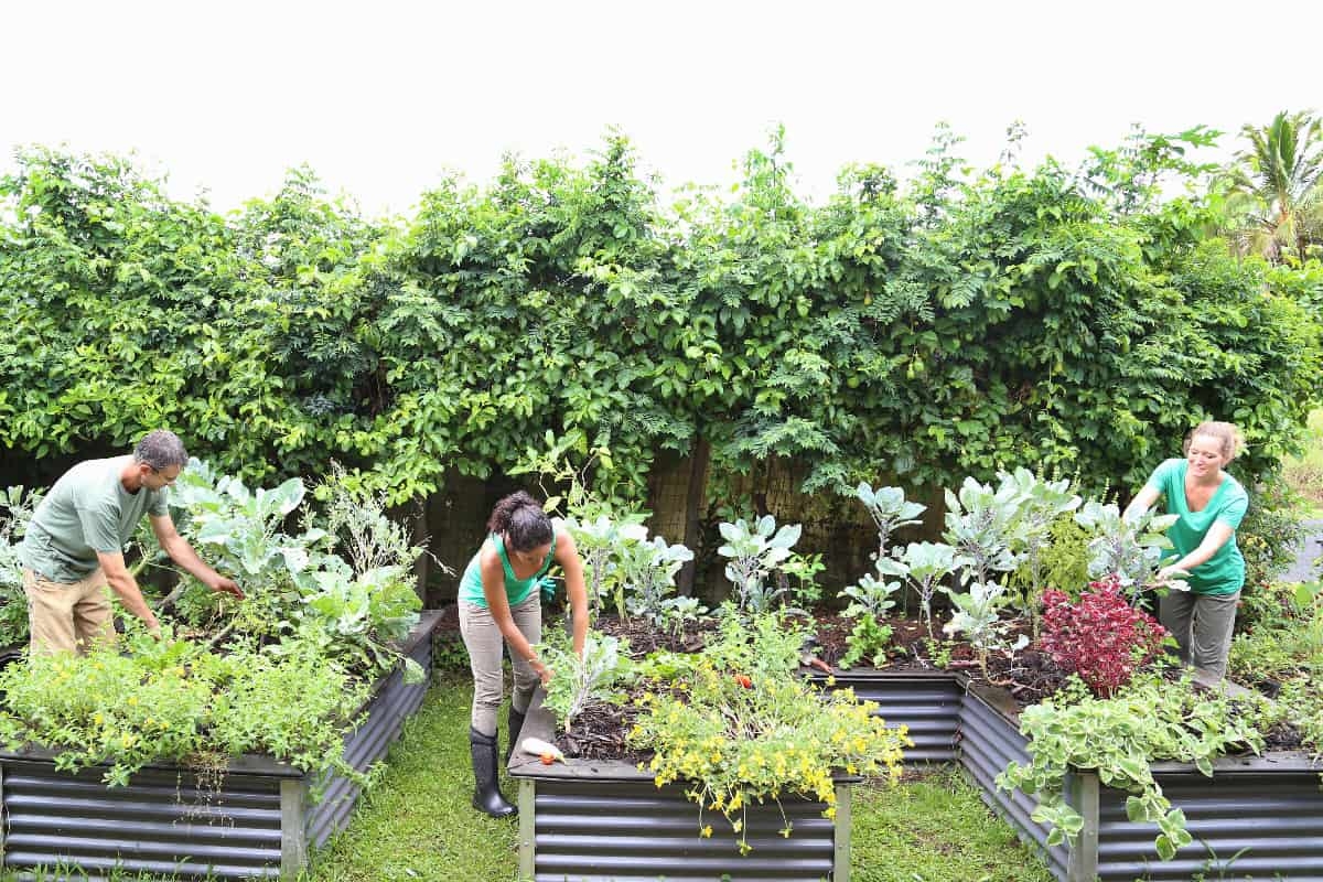 11 Ideas For Garden Club Activities For Adults