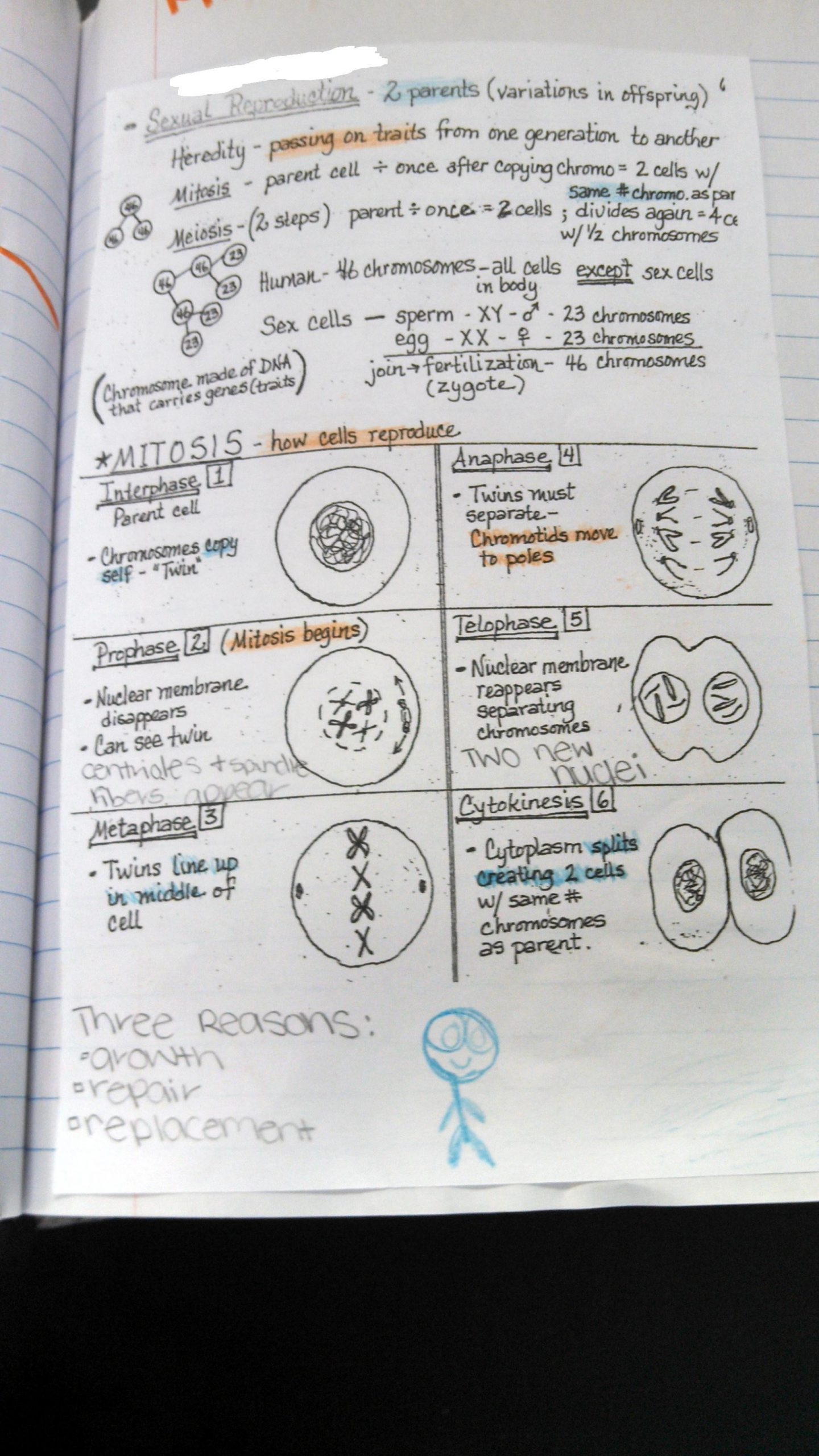 20 Mitosis Coloring Worksheet Answer Key Worksheet From Home 
