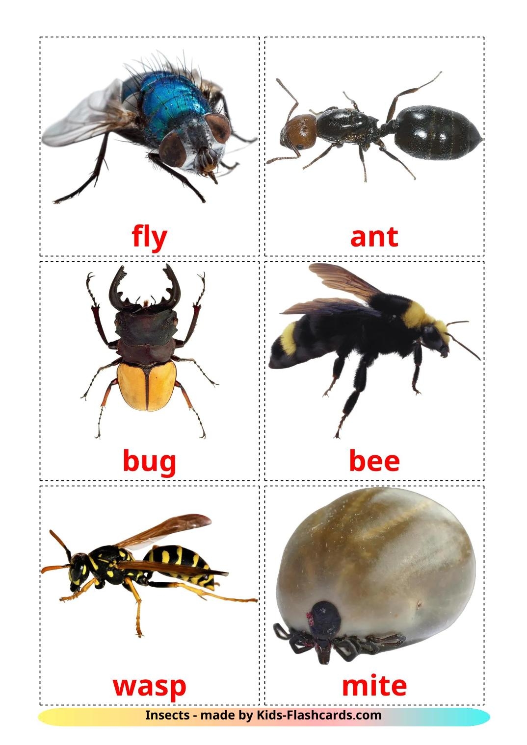 garden flashcards printable