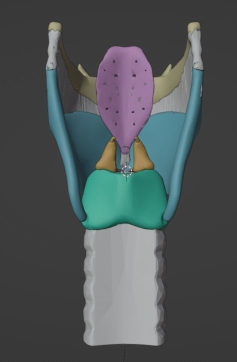 3D Model Of Larynx 3D Model 3D Printable CGTrader