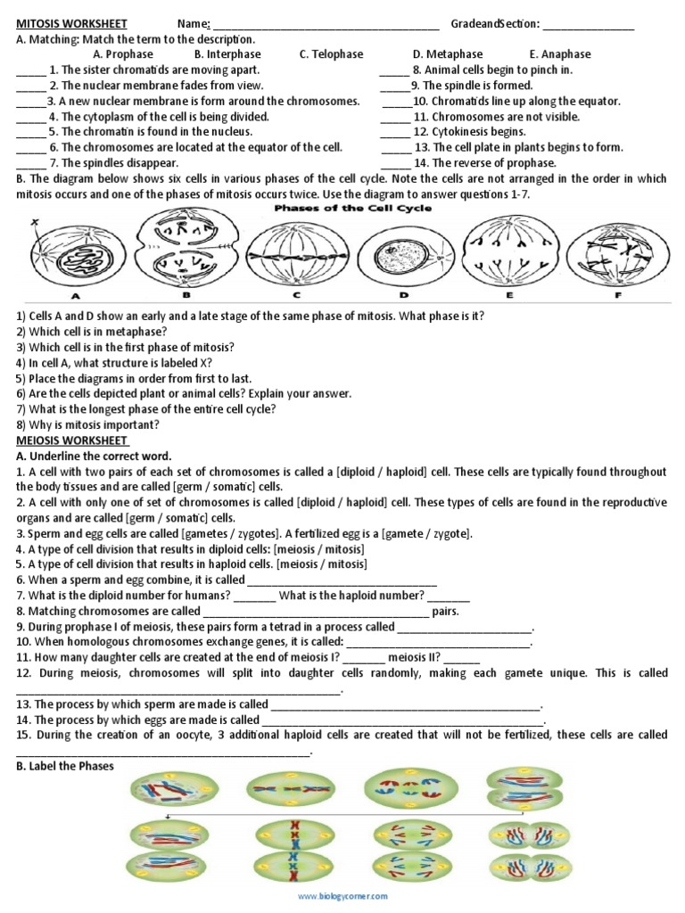 46 Cell Division Worksheet Answers Chessmuseum Template Library 