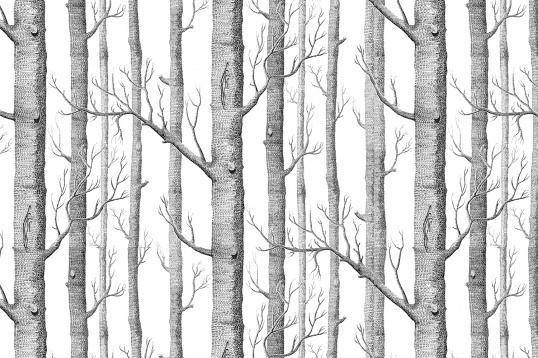  50 Birch Tree Wallpapers WallpaperSafari