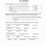50 Cell Transport Review Worksheet Answers Chessmuseum Template Library