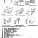50 Dichotomous Key Worksheet Pdf