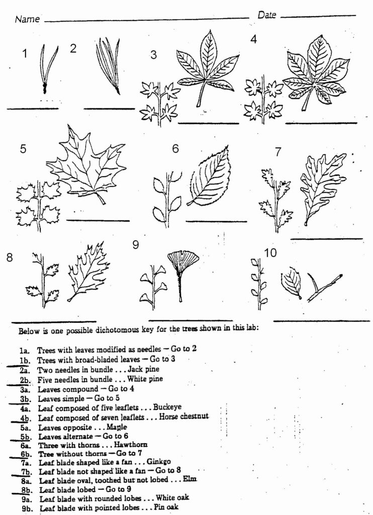 50 Dichotomous Key Worksheet Pdf