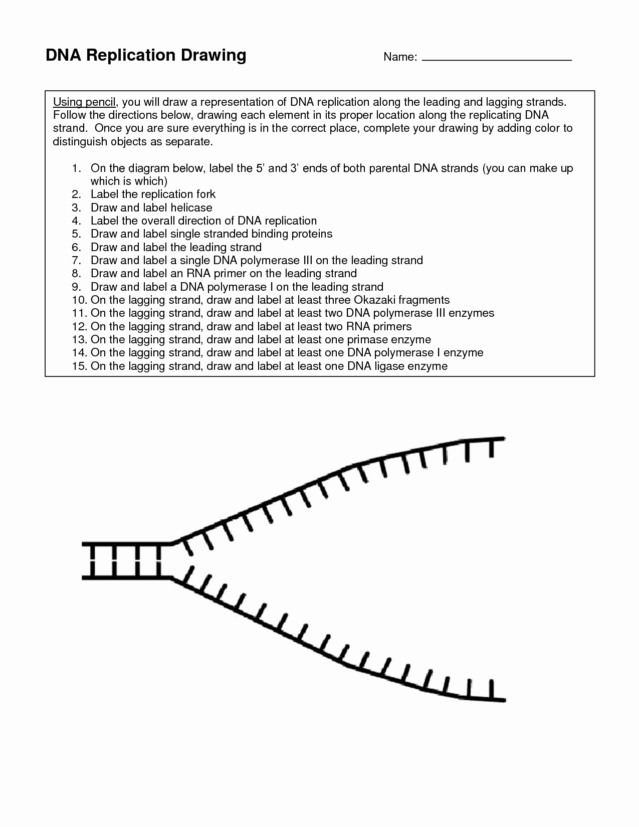 50 Dna Replication Worksheet Answer Key Chessmuseum Template Library