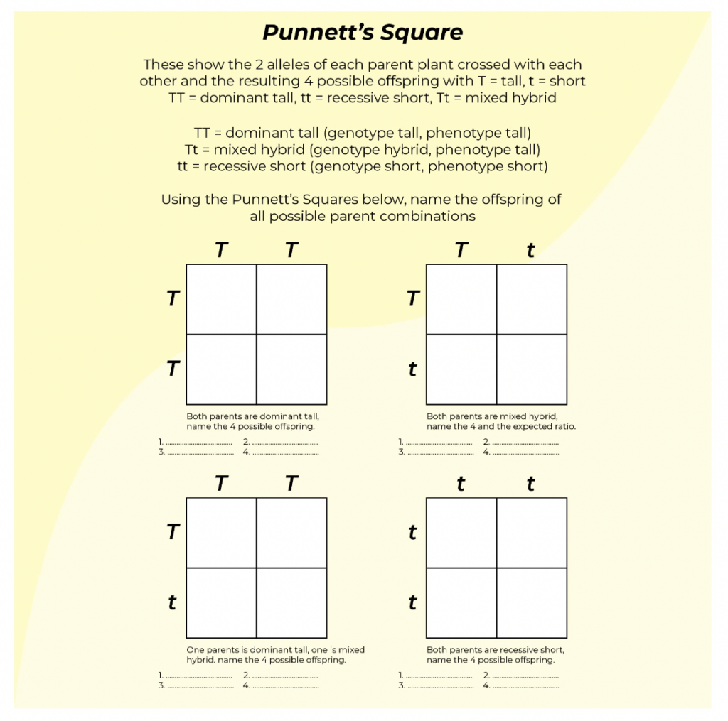 punnett square worksheet