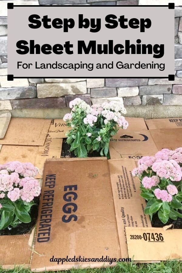 A Step By Step Guide To DIY Sheet Mulching For Foundation Planting And