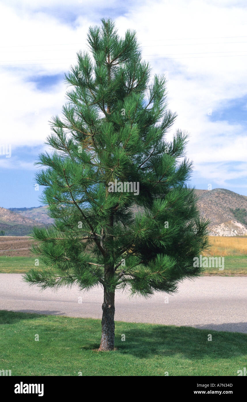 A Ten Year Old Ponderosa Pine Tree Stock Photo Alamy
