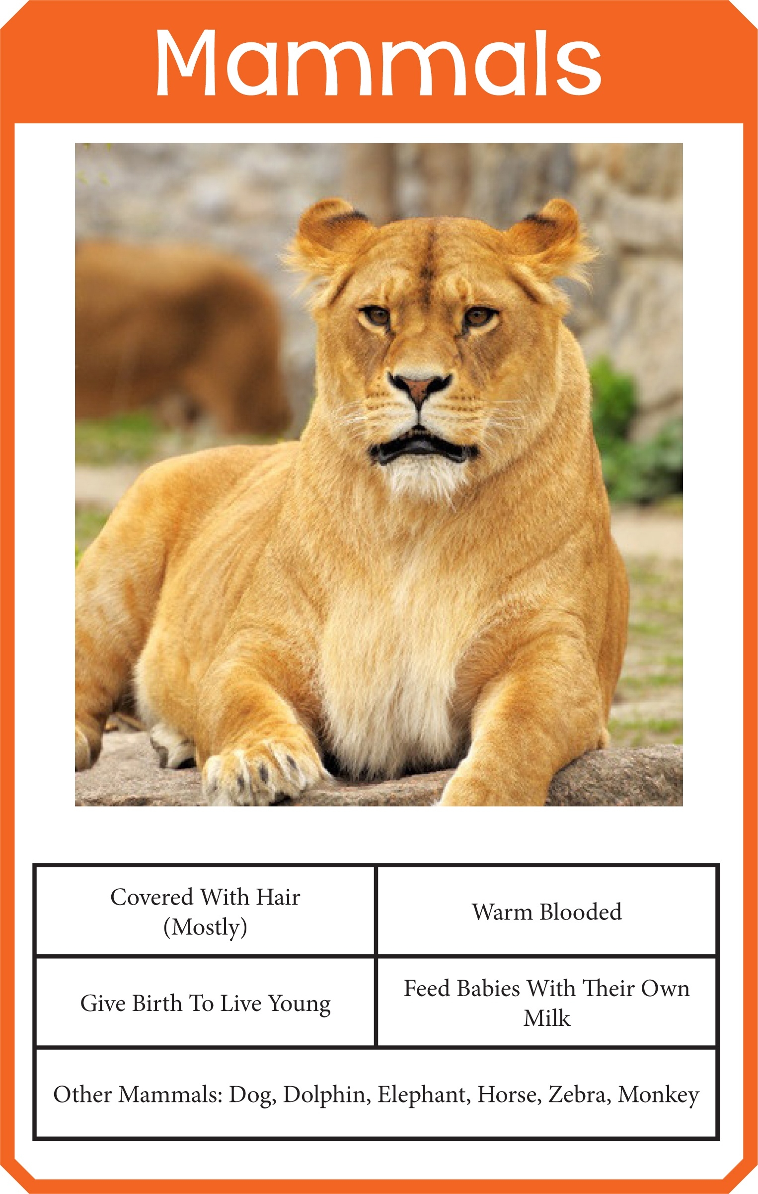 Animal Classification Cards Chapter 1 Classifying Plants And Free 