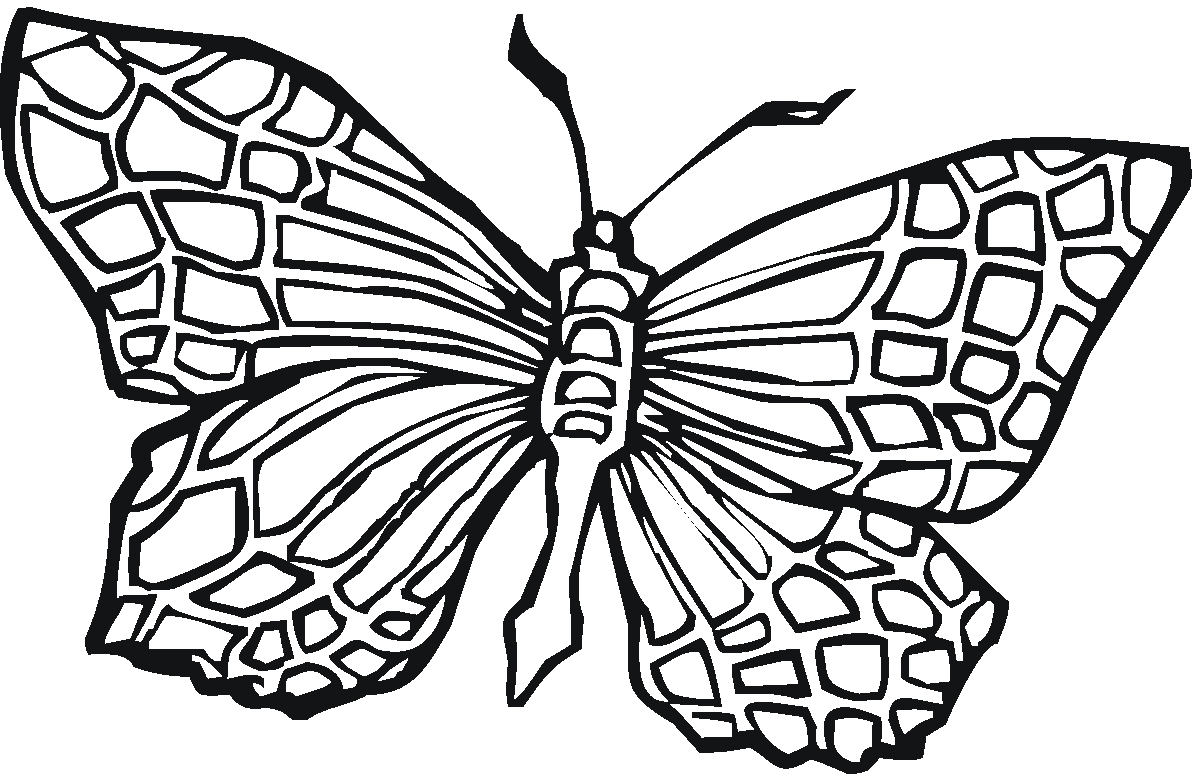 Animal Coloring Sheets Butterflies Coloring Pages