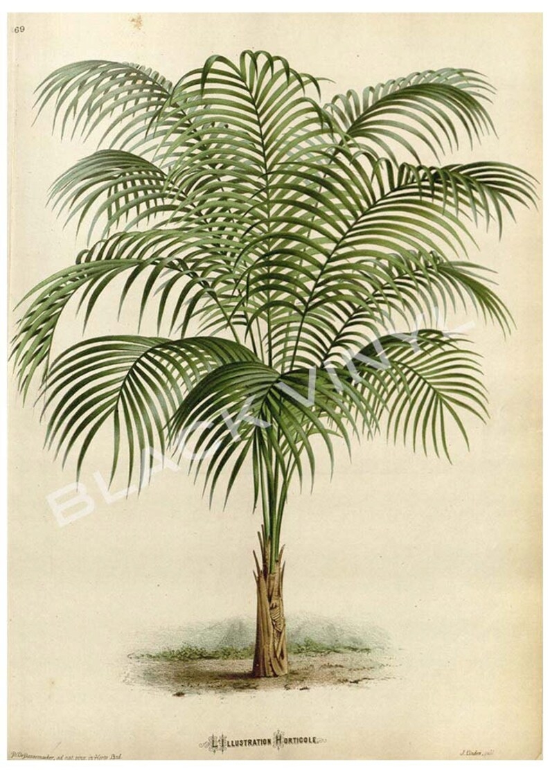 palm tree print art