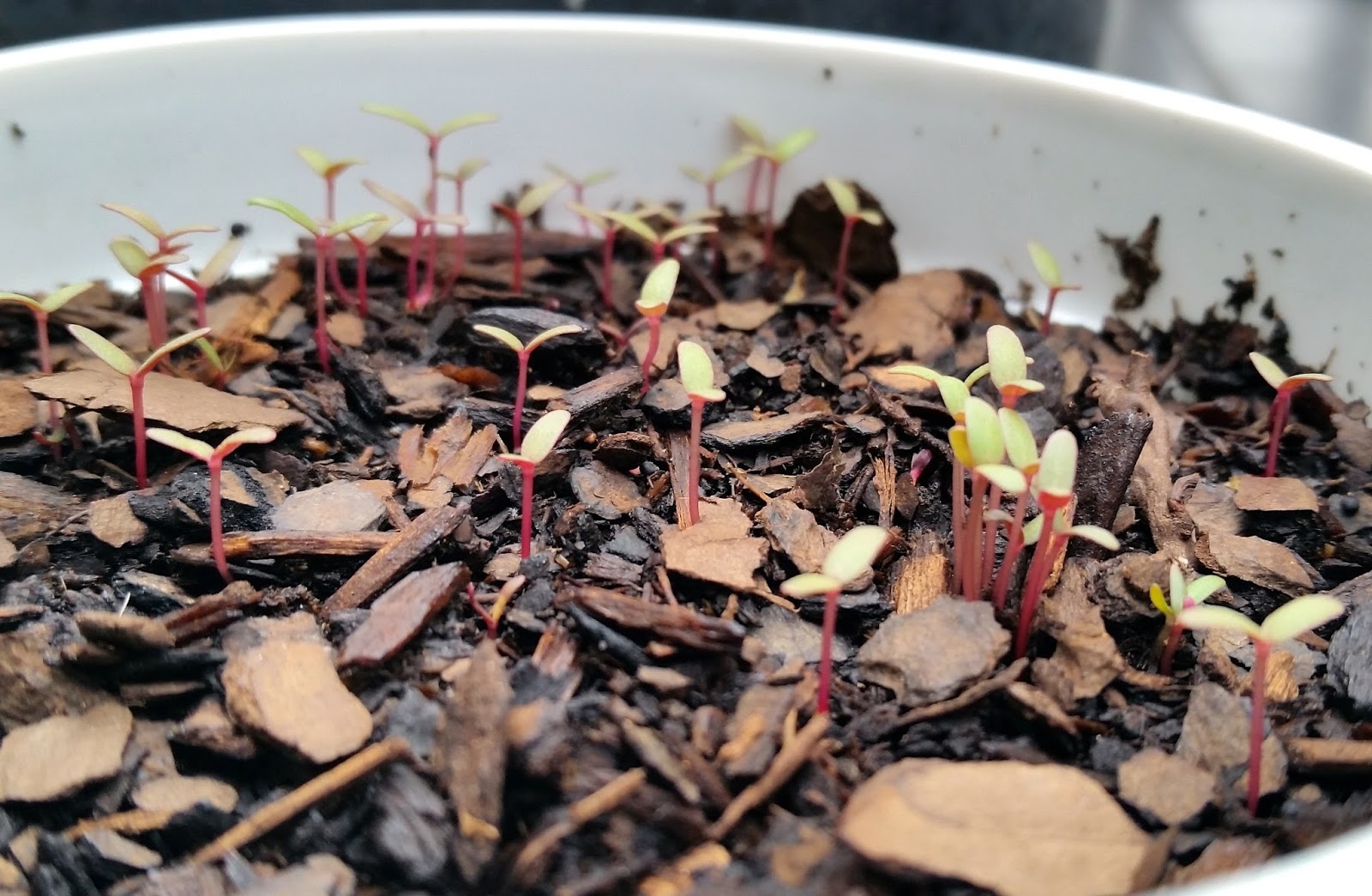 Ben 39 s Journal Gardening Progress A First Harvest