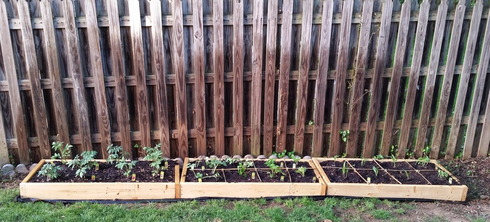 gardening progress of my plants