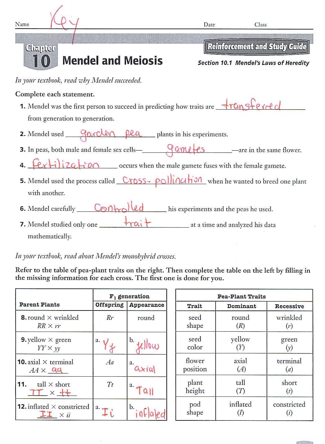 Biology Section 11 4 Meiosis Worksheet Answer Key Db excel
