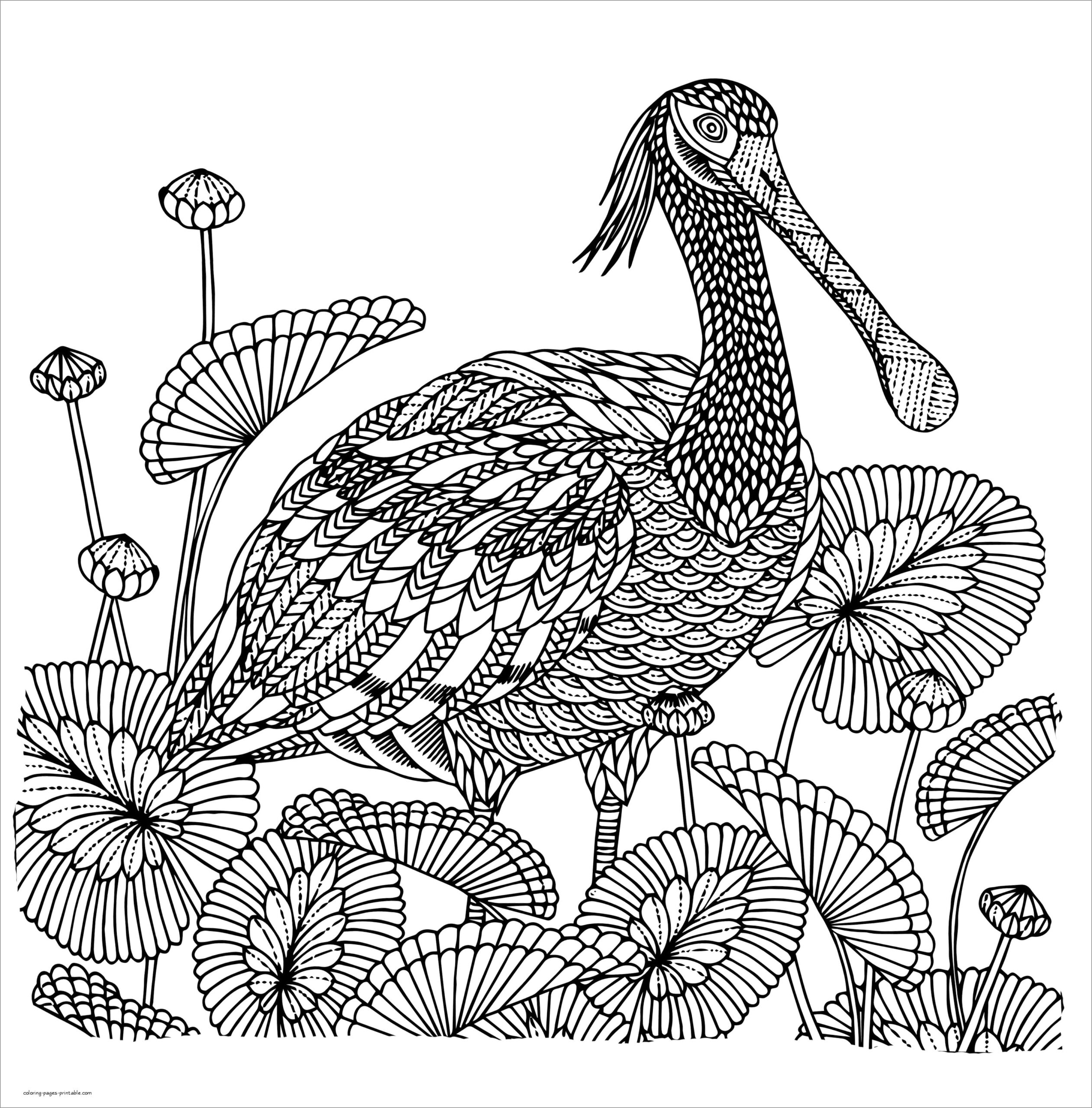 Bird Coloring Pages ColoringBay