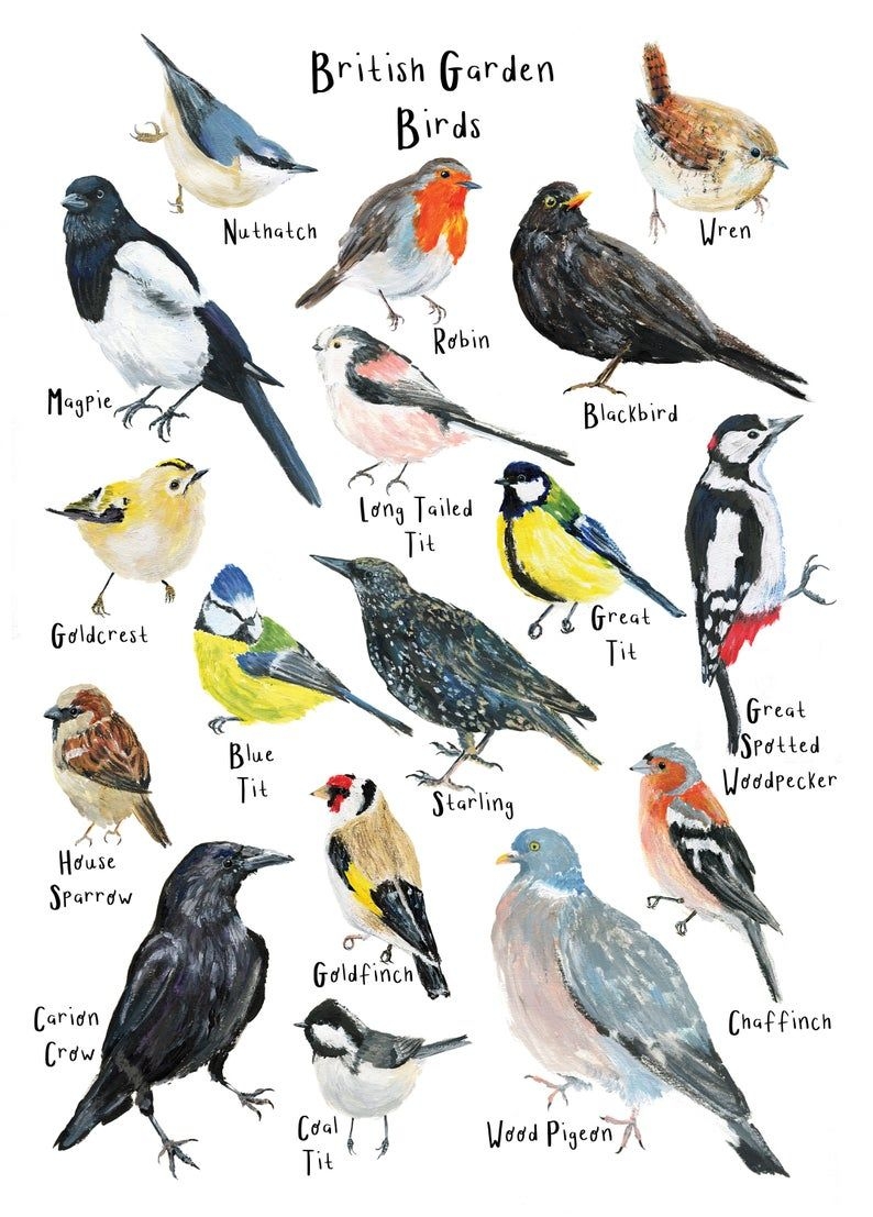 British Garden Birds Art Print A4 Print Wildlife Print Bird Etsy Uk 
