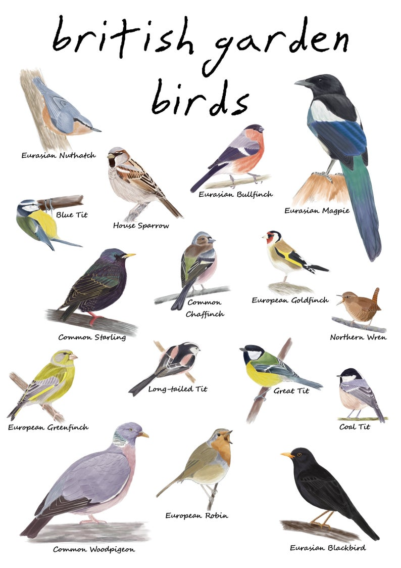 British Garden Birds Printable Birds Wall Art Downloadable Etsy Artofit
