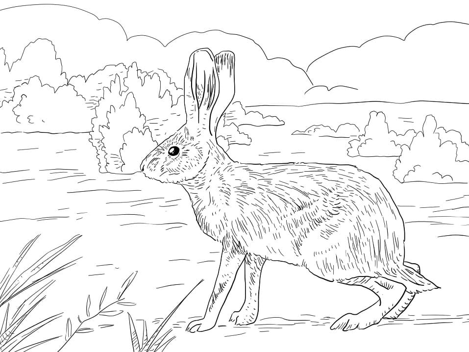 California Jack Rabbit Coloring Page Free Printable Coloring Pages 