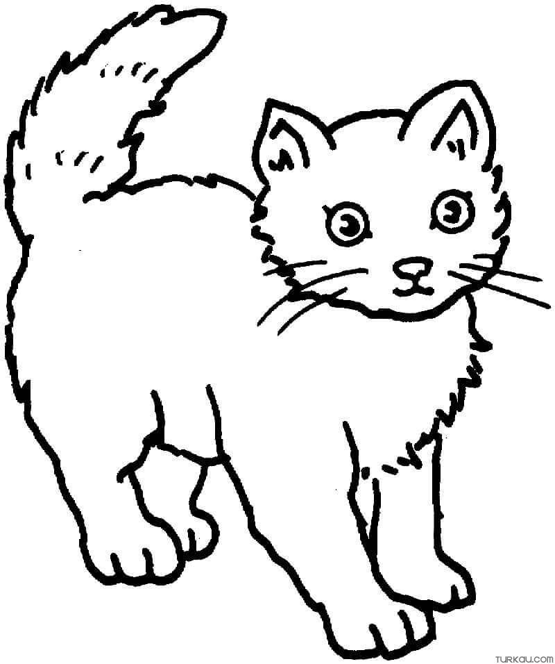 Cat Coloring Page Turkau