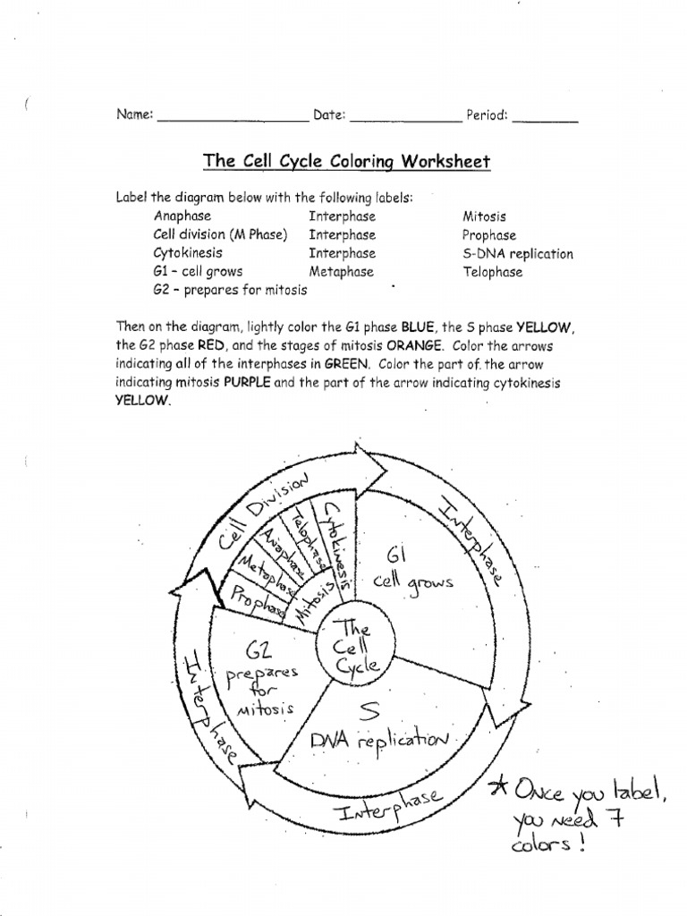 Cell Cycle Coloring Key PDF Worksheets Library