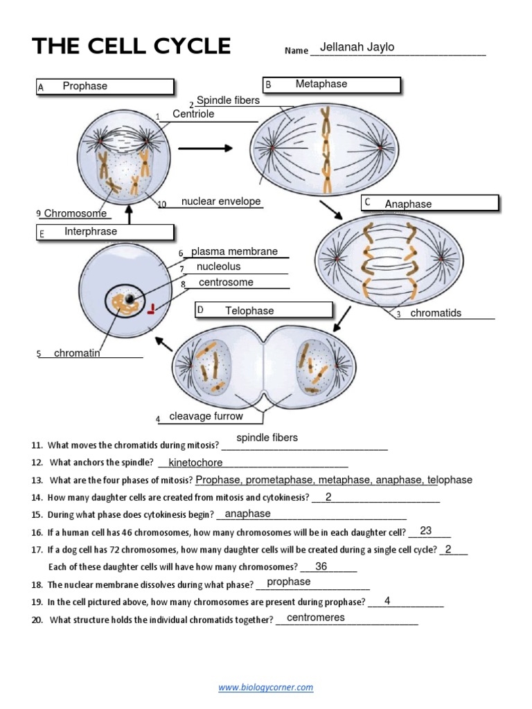 the cell cycle worksheet