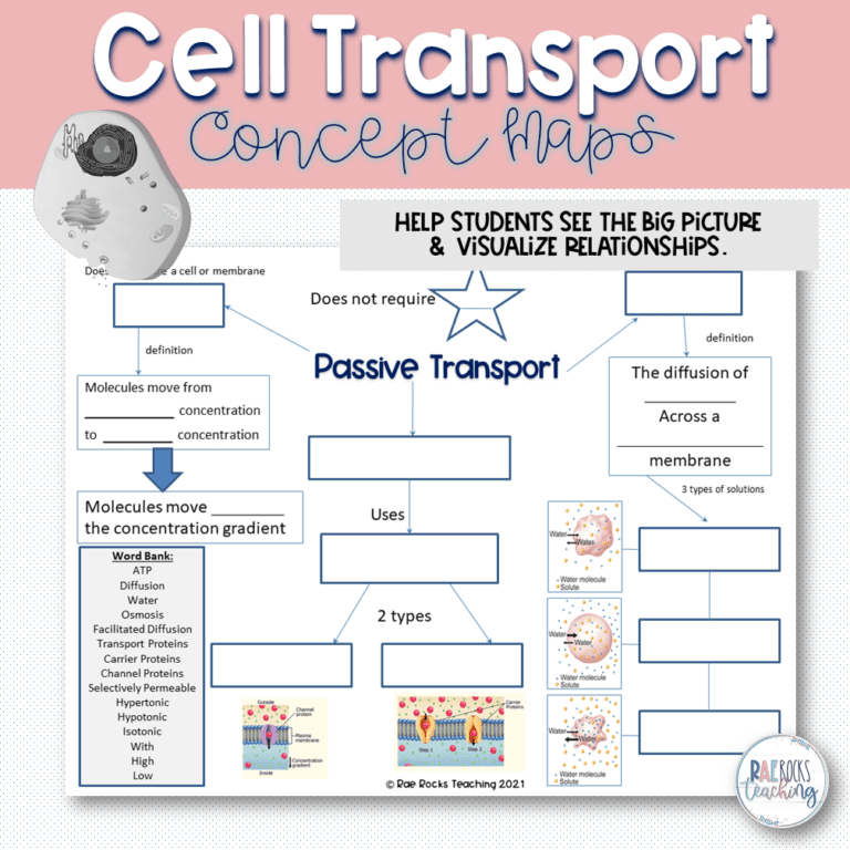cell transport review worksheet