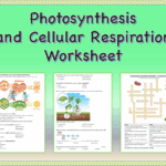 Cellular Respiration And Photosynthesis Worksheet Printable