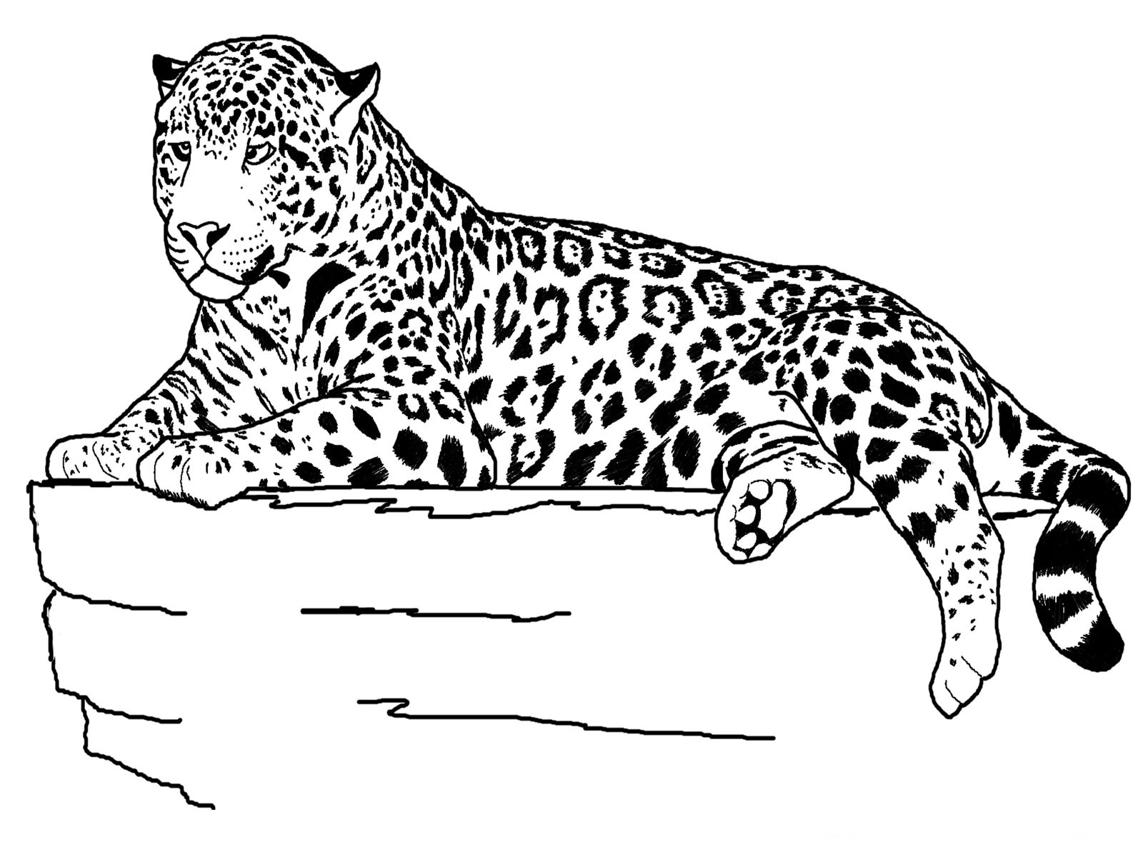 Collection Of Free Printable Animal Coloring Pages Free Printable