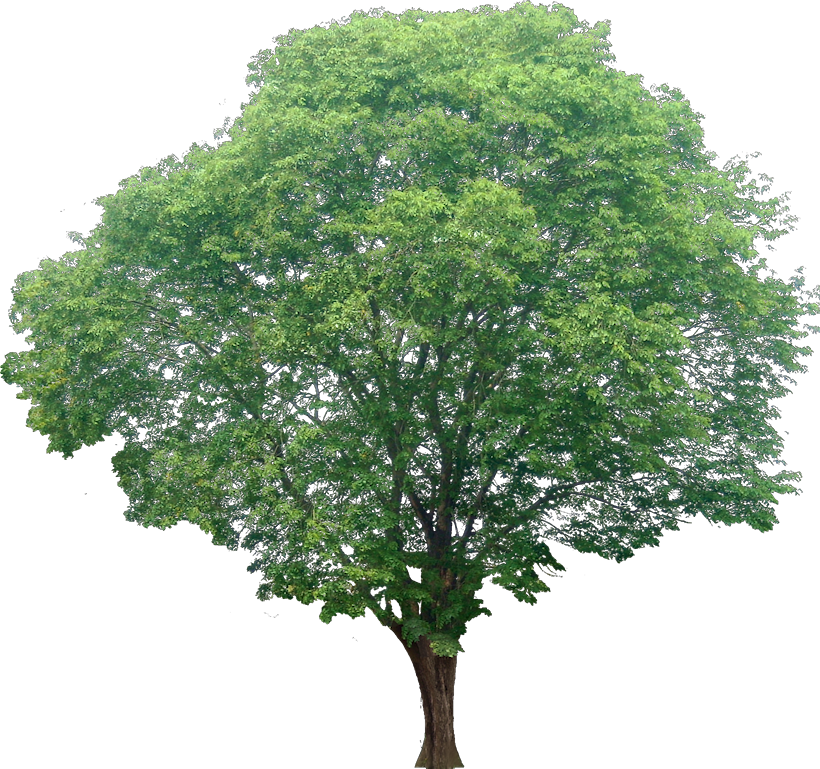 Collection Of Narra Tree PNG PlusPNG