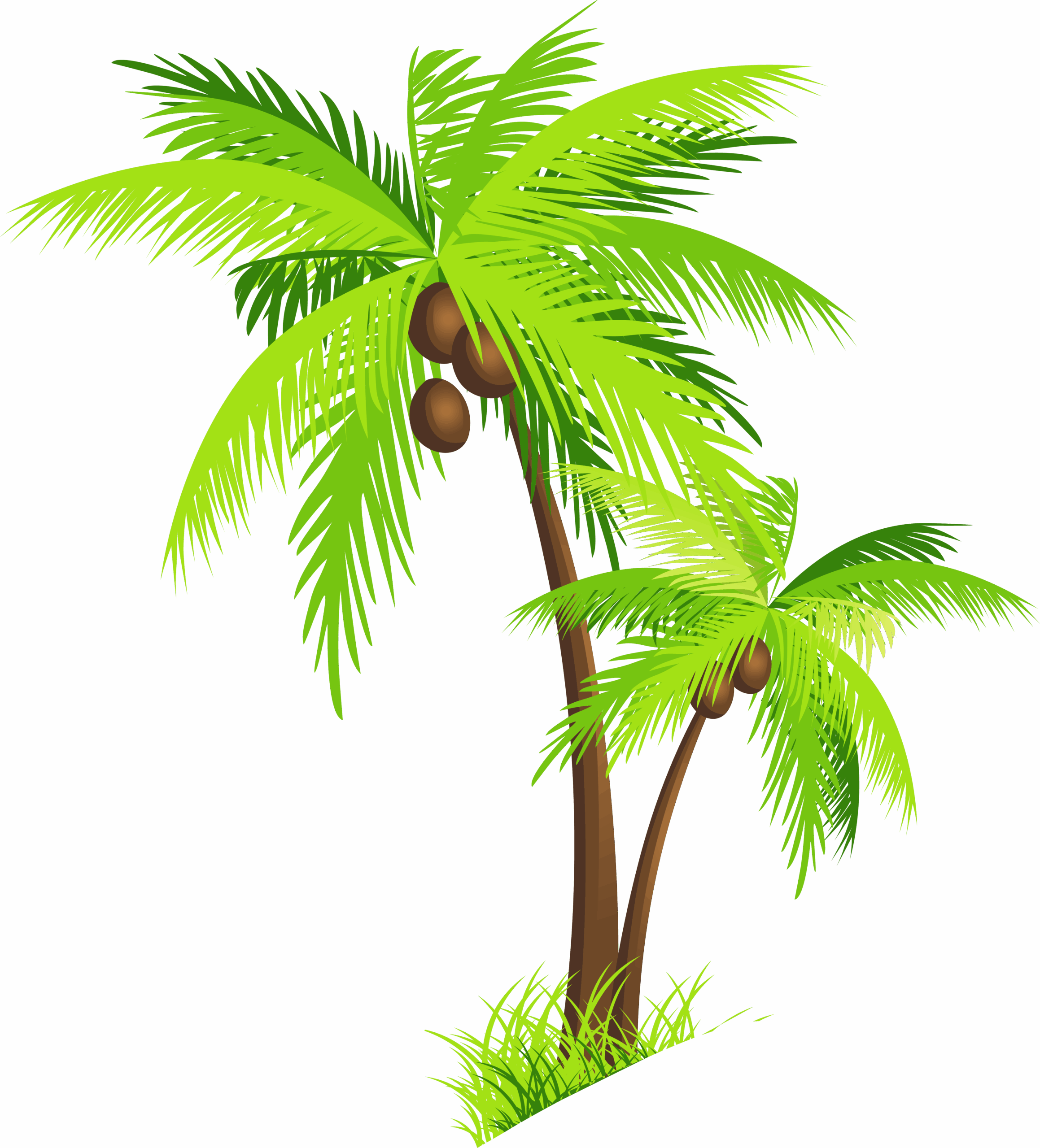 Collection Of PNG Coconut Tree PlusPNG