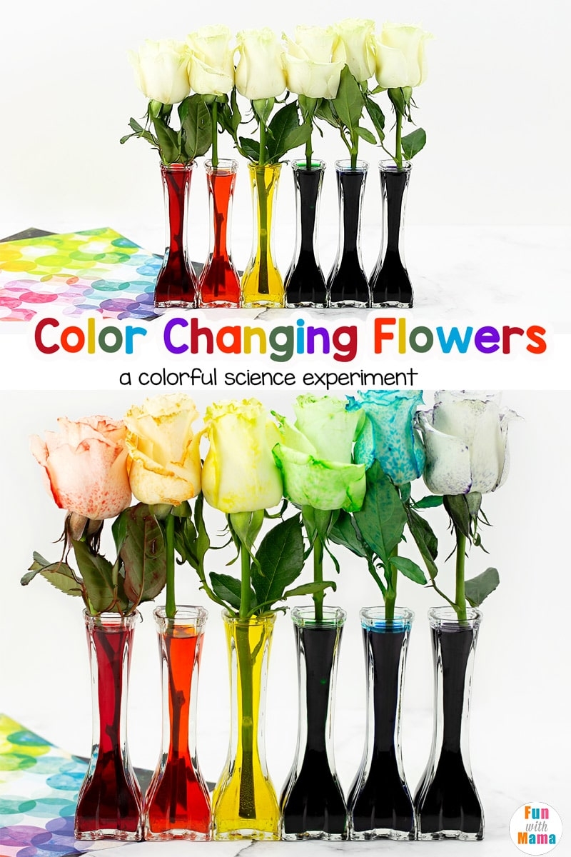  Color Changing Flowers Capillary Action Science Experiment 