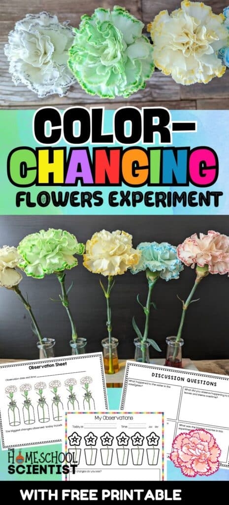  Color Changing Flowers Capillary Action Science Experiment 