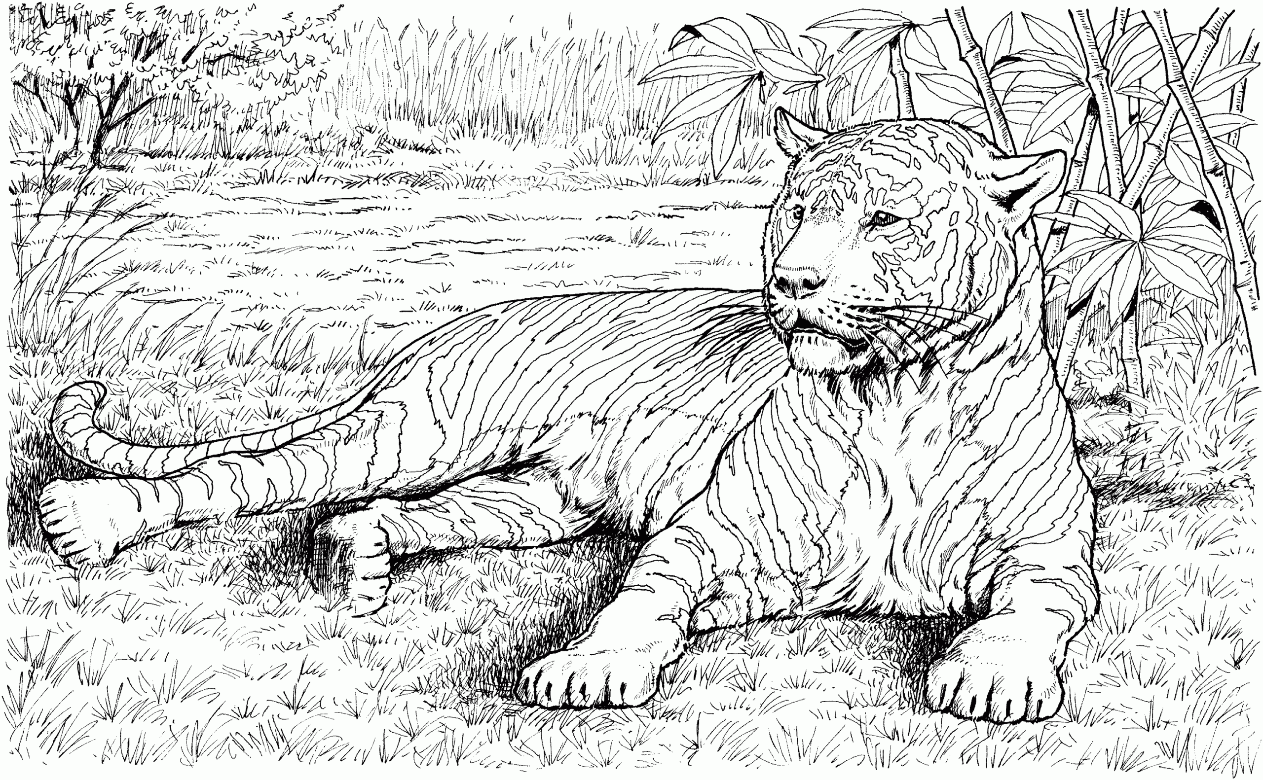 Coloring Pages Animals Realistic