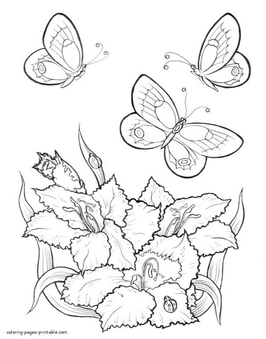 Coloring Pages Of Flowers And Butterflies At GetDrawings Free Download
