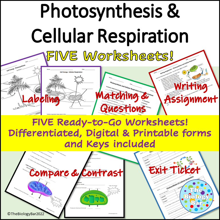 Comparing Photosynthesis And Celluar Respiration ESL Worksheet 