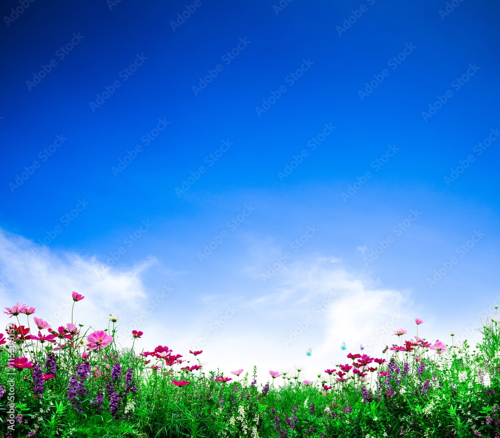 Cosmos Flowers Fresh Flowers On Blue Sky Background Flower Garden 