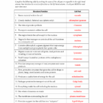 Deloviar Cell Organelle Review Worksheet 1 PDF Cell Biology