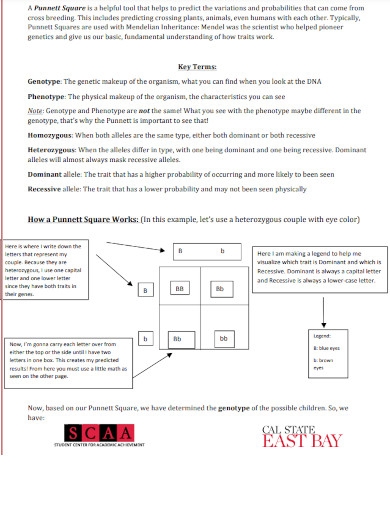 Determining Eye Color Punnett Square Worksheet Pdf With Answers