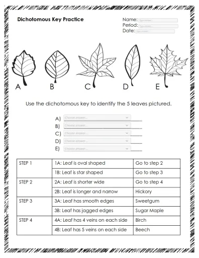 dichotomous key worksheet