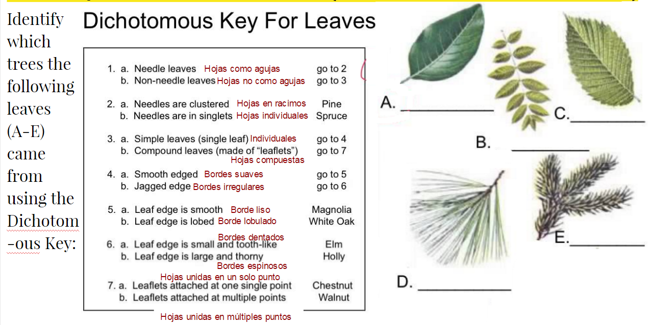 Dichotomous Tree Key Printable