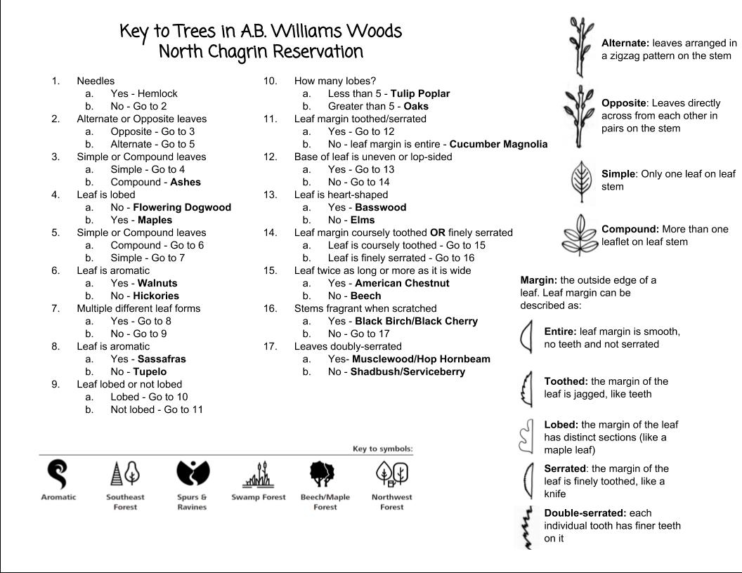 Dichotomous Tree Key Printable Prntbl concejomunicipaldechinu gov co