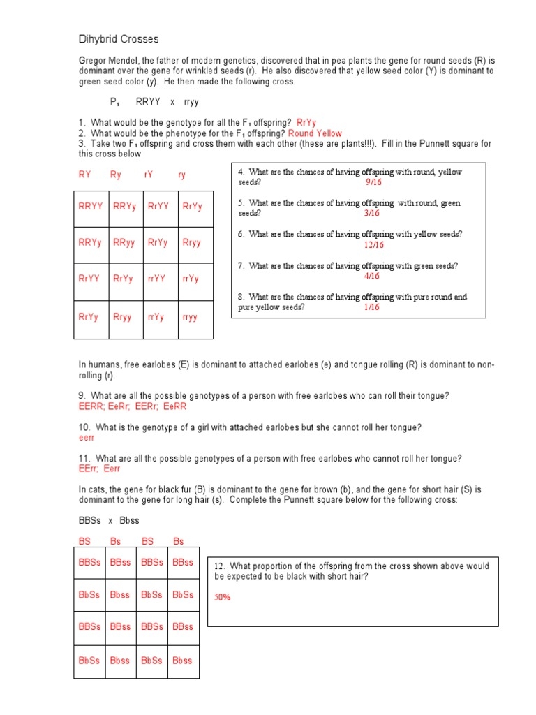 dihybrid cross worksheet
