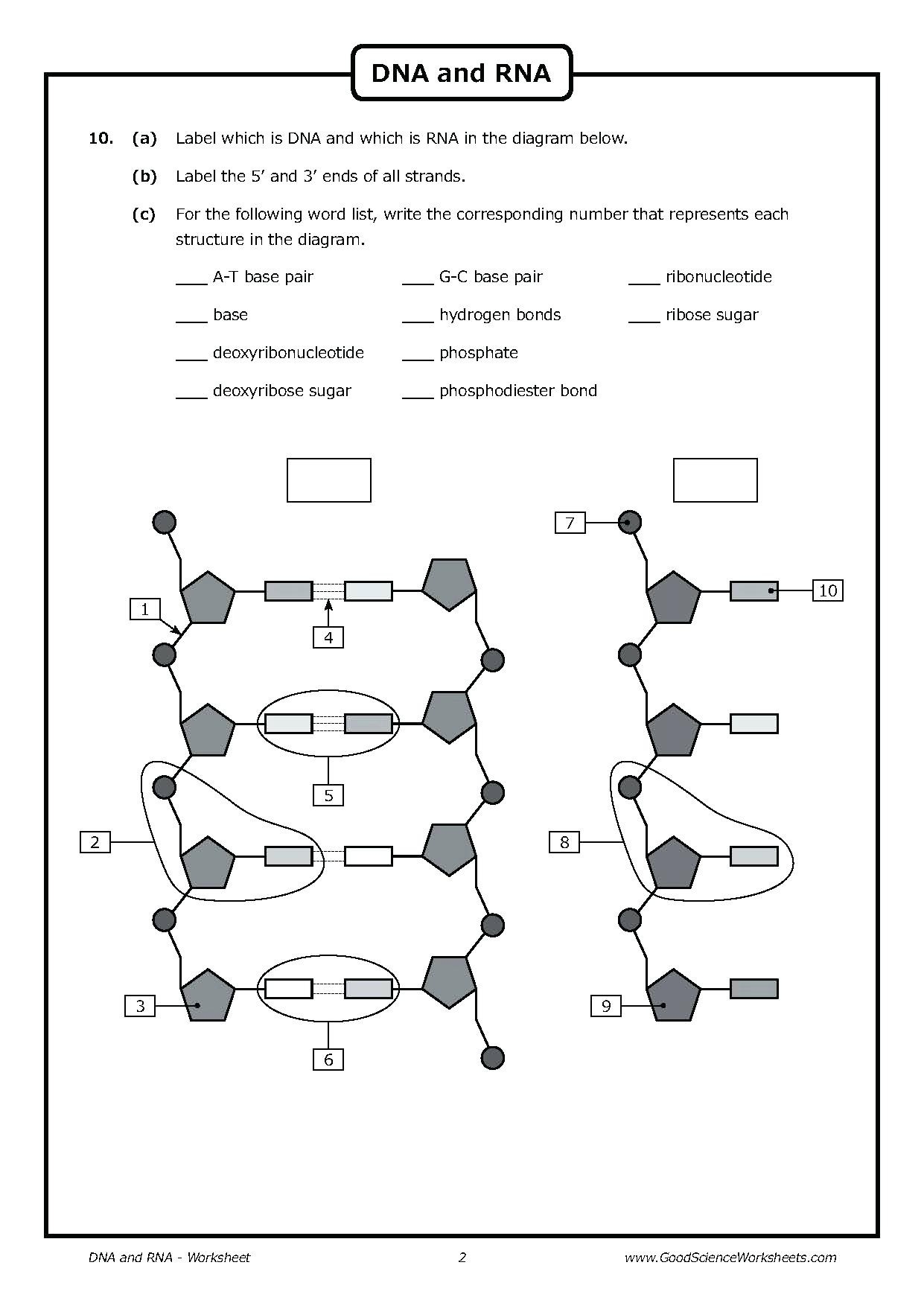 dna structure and replication worksheet