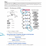 Dna Structure And Replication Worksheet Printable PDF Template