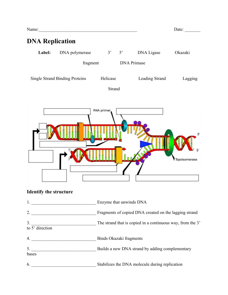 Dna Structure Replication Worksheet Printable Calendars AT A GLANCE