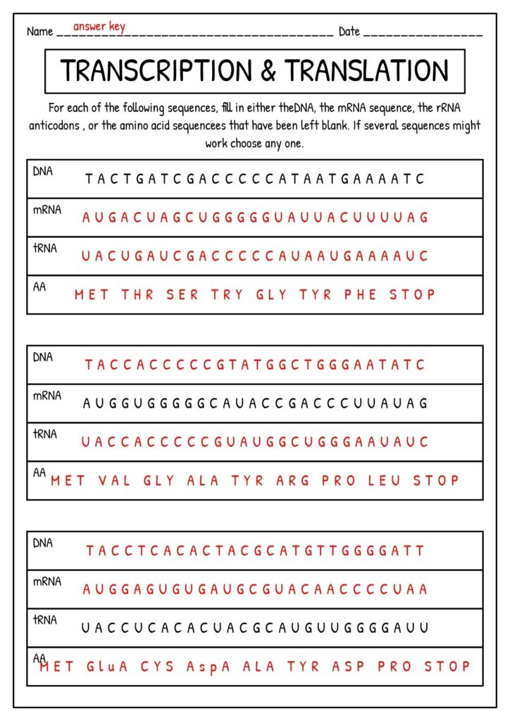 DNA Synthesis Worksheet Simplify And Enhance Your Learning