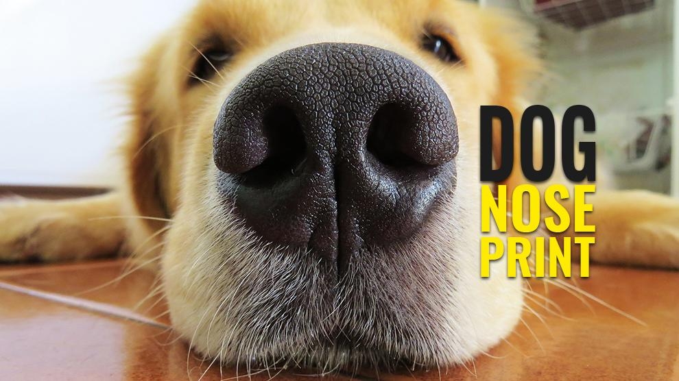 Dog Nose Print How To Nose Print Your Canine Petmoo