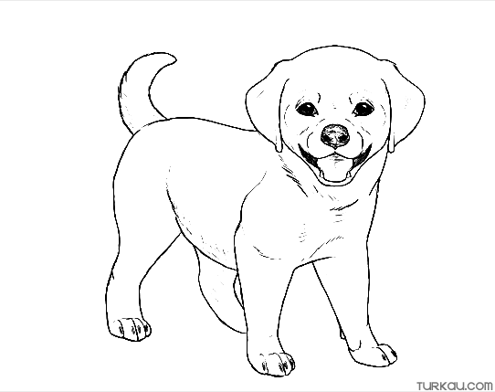 Coloring Page Dog