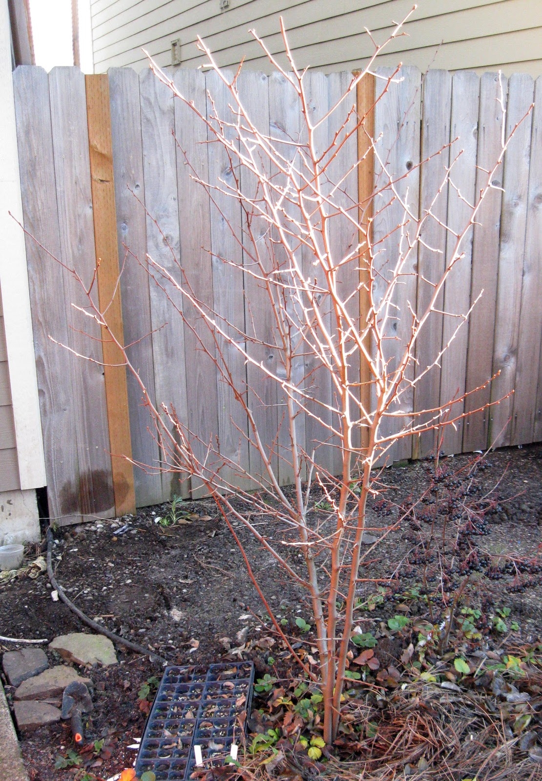 Edible Gardening Notes Sweet Scarlet Goumi Berry